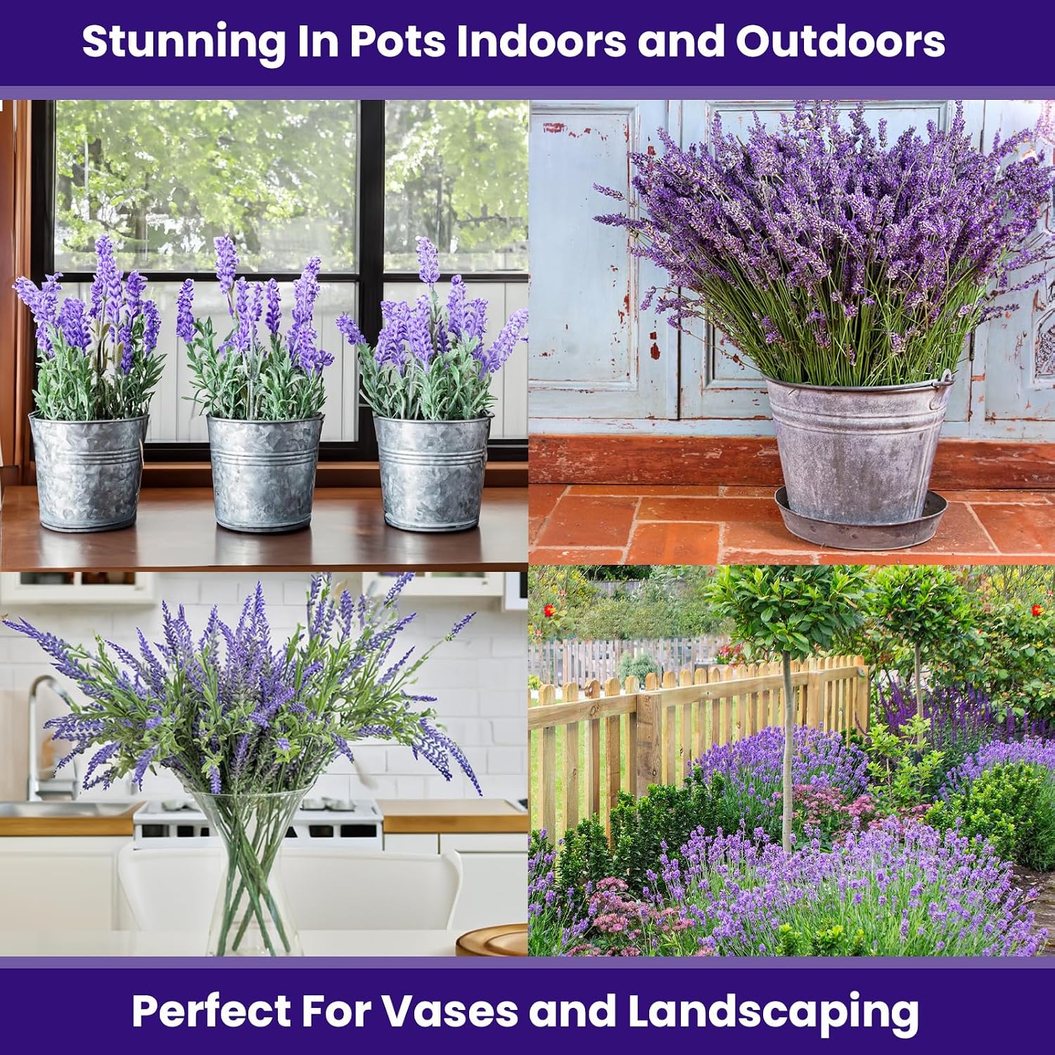 NatureZ Edge1500 English Lavender Seeds for Planting Outdoors or Indoors, 90% Germination, Lavender Plants, Non-GMO, Heirloom Herb Seeds (1 Pack)