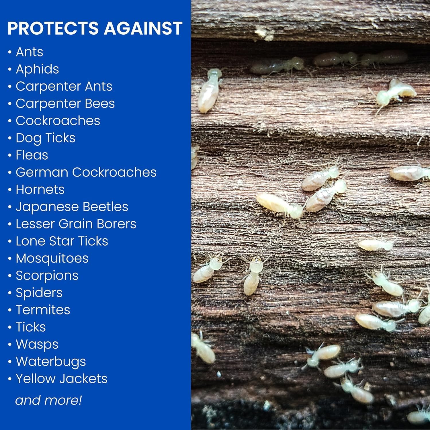 BioAdvanced Carpenter Ant & Termite Killer Plus Spray - 1 Gal Bottle | Ready-to-Use - Kills Carpenter Bees - Indoor & Outdoor Insect Control - Sprayer Included