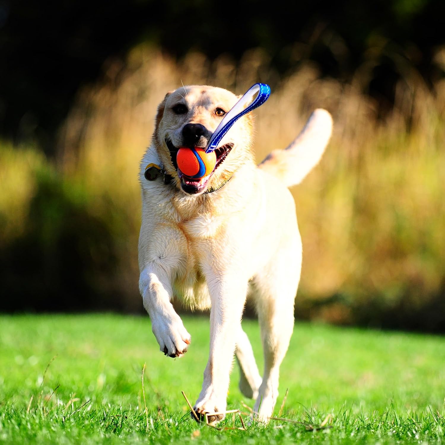 Chuckit! Ultra Tug Dog Toy - Ultra Ball on a Durable Nylon Cord Handle - Fetch and Tug-of-War Toy for Dogs - Size Large - For Breeds 60-100 lbs - 3-inch Diameter - Orange and Blue