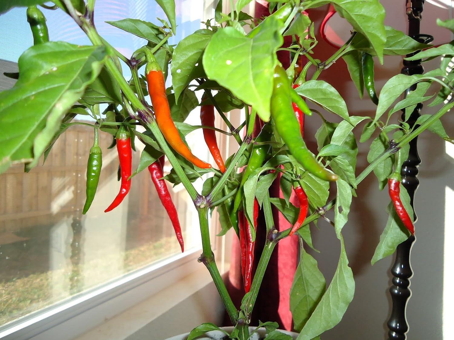 Clovers Garden Cayenne Long Slim Pepper Plants- Two (2) Live Plants – Non-GMO - Not Seeds – Each 4"-8" Tall in 4 Inch Pots - Medium Heat