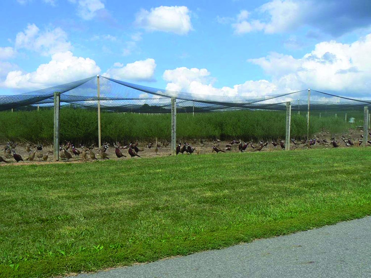 Stromberg’s 2” Mesh Heavy Duty Knotted Aviary Netting, UV Resistant Polyethylene Fiber for Game Birds, Pheasants & Poultry, 85 Lbs Break Strength Durable Against Weather and Predators, Size 25' x 50'
