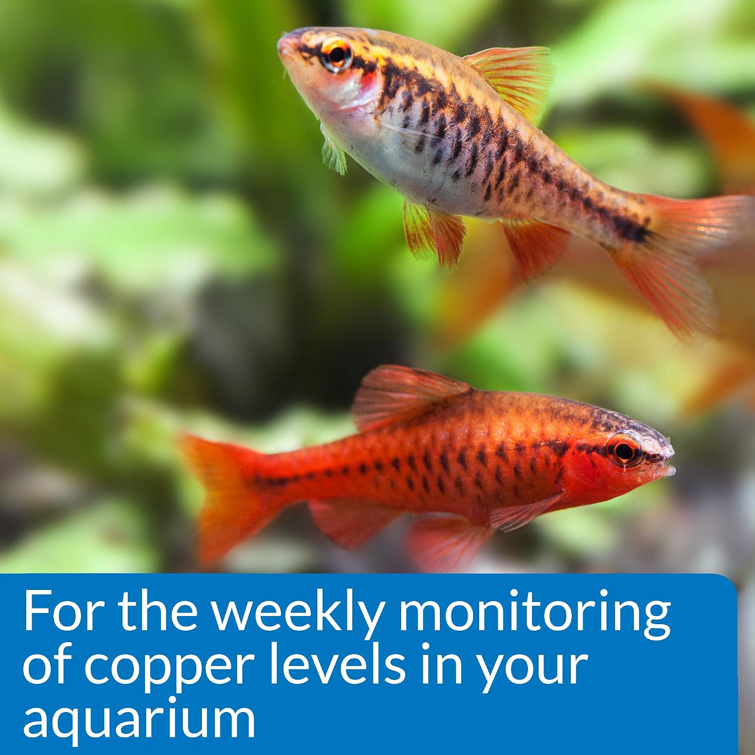 API Copper Test KIT 90-Test Aquarium Water Test Kit