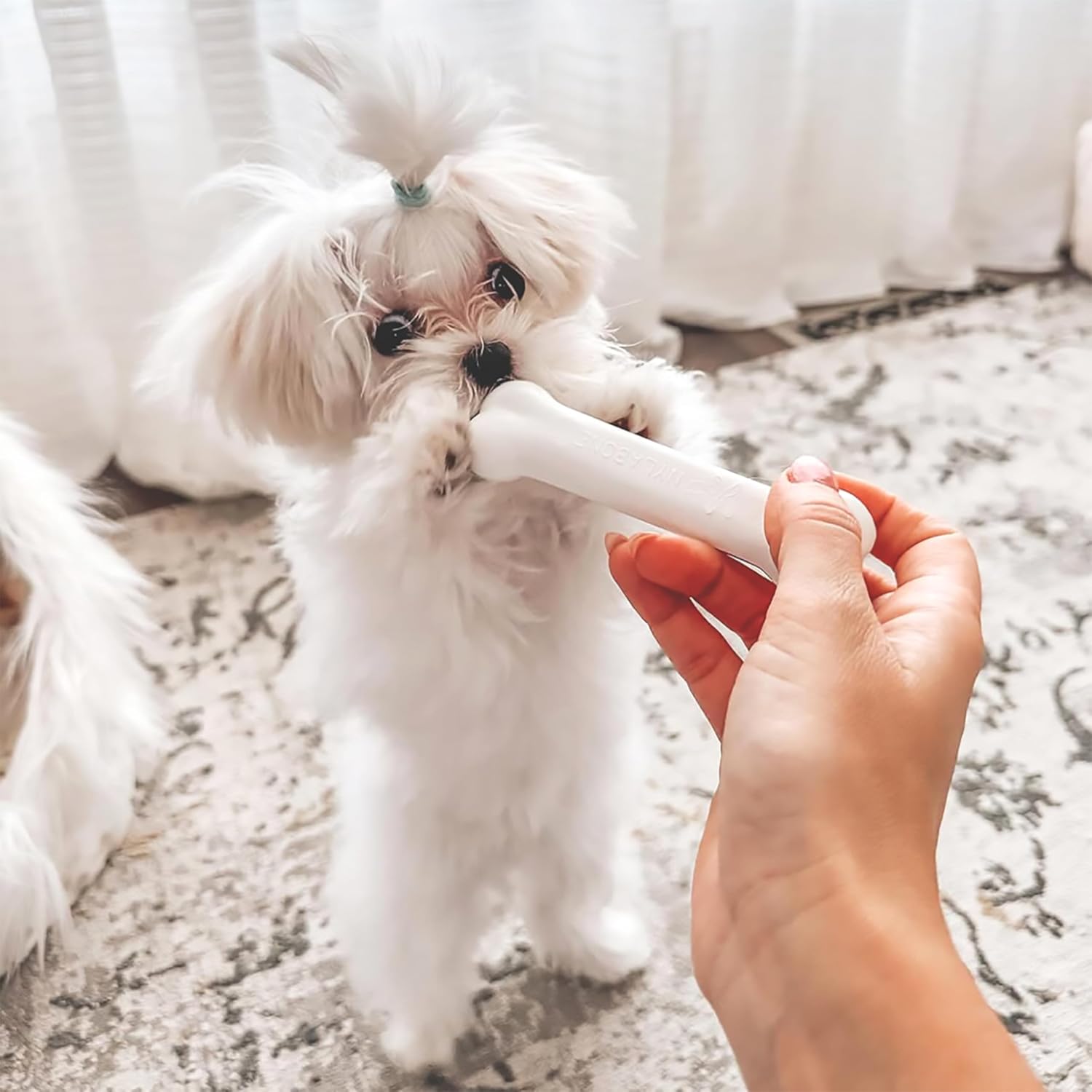 Nylabone Puppy Pacifier Chew Toy, Teething Toys for Puppies up to 25 lbs | Puppy teething toys with bacon flavor, soft material, textured nubs massage gums