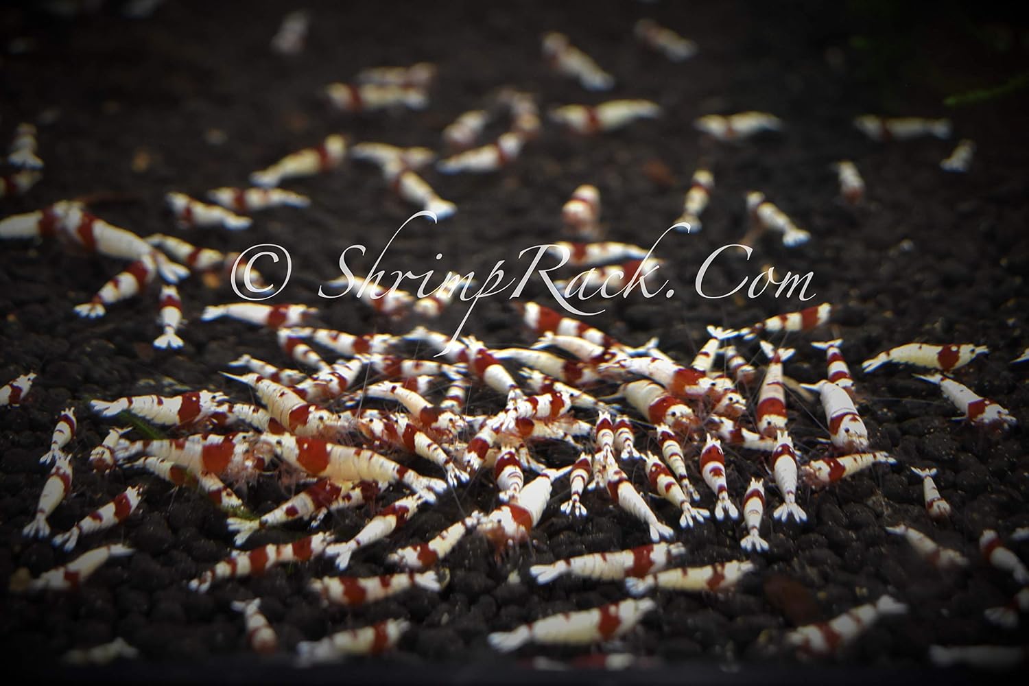10 Crystal Red Shrimp CRS Grade S-SSS Live Freshwater Aquarium Shrimps 1/4 to 1/2 inch Long.