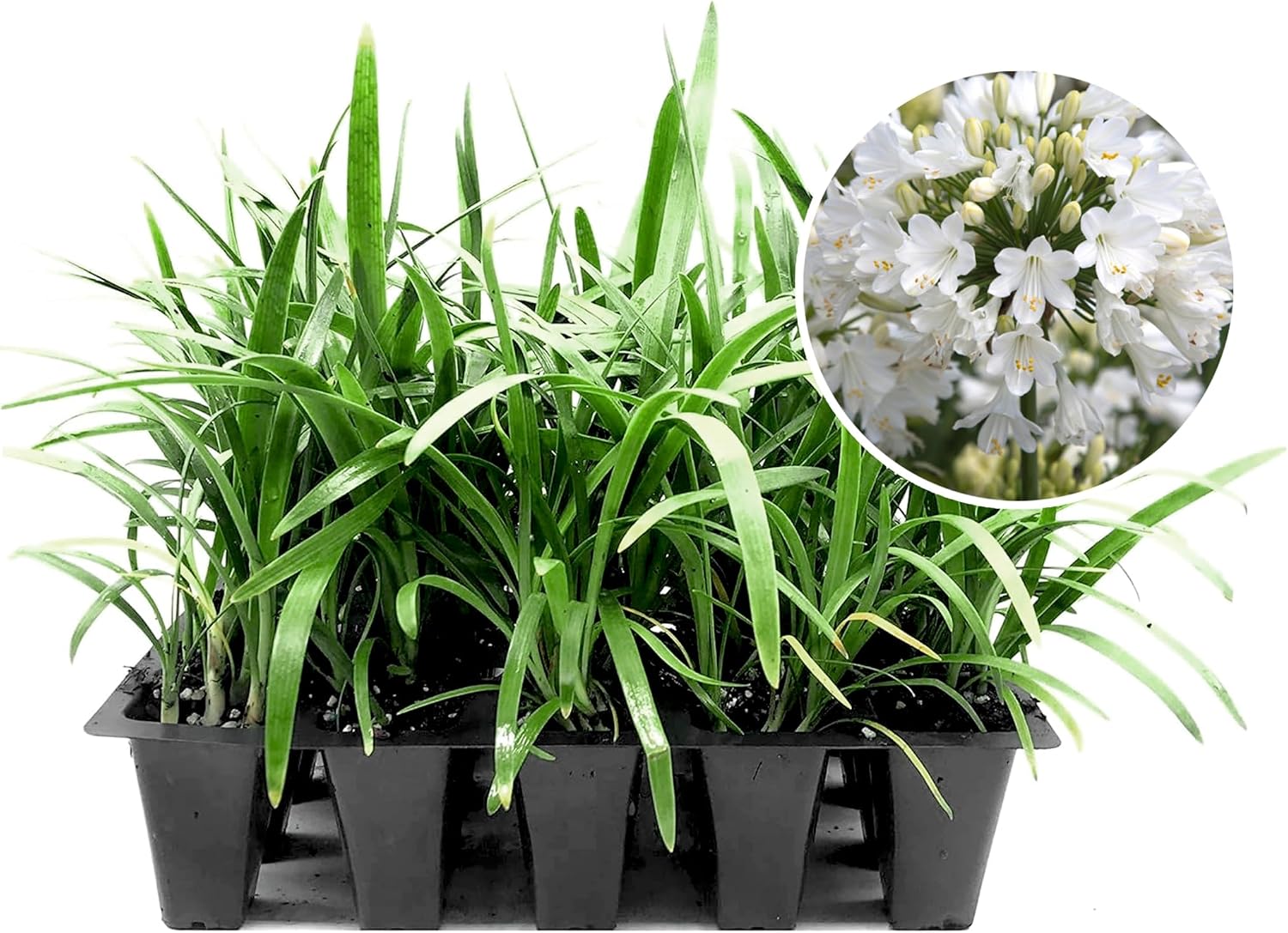 Agapanthus Africanus Getty White | 60 Live Plants | Evergreen Perennial, Summer Blooms, Long-Lasting Flowers, Low Maintenance, Container Friendly, Dramatic Foliage, Pollinator Friendly