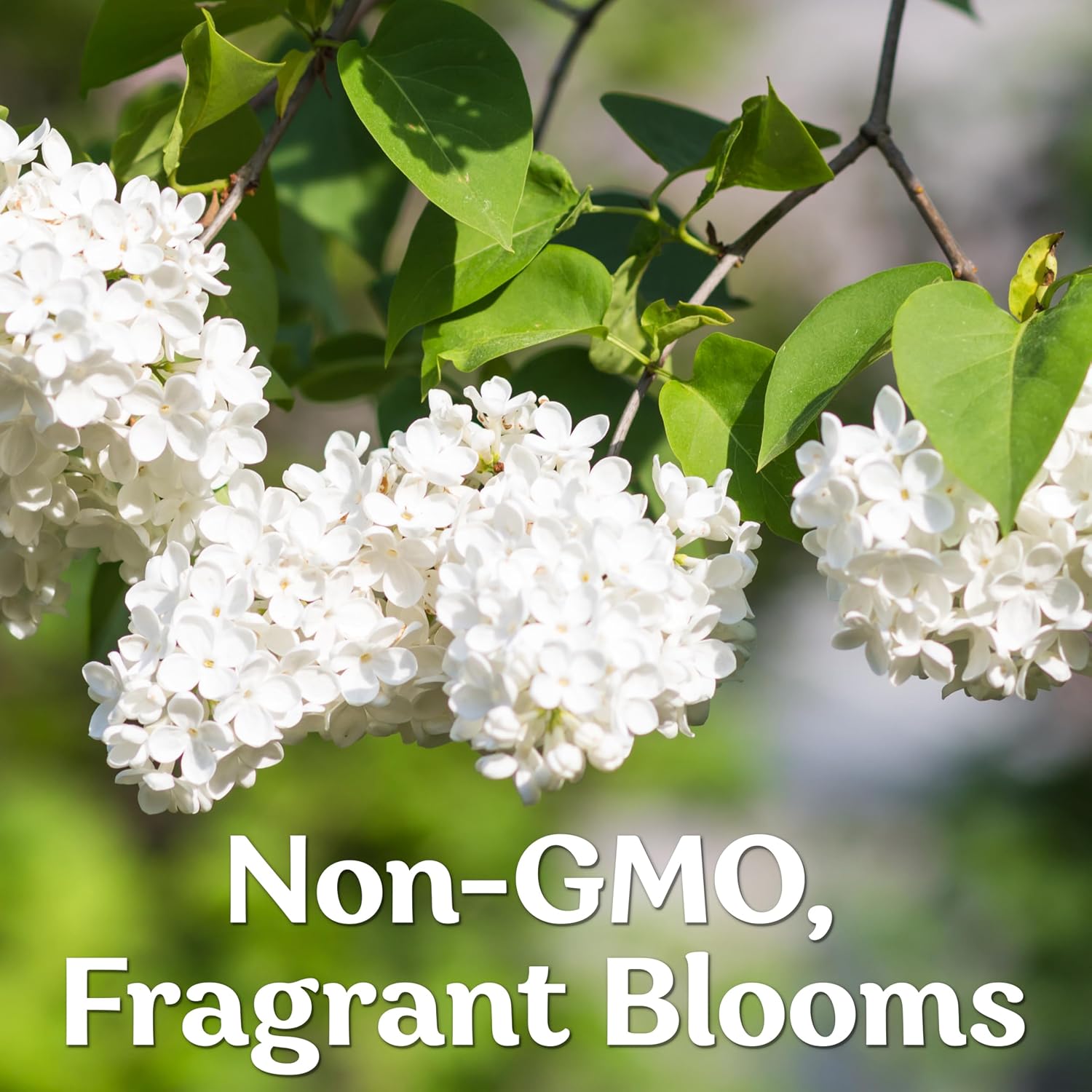 60 White Japanese Lilac Seeds (Syringa reticulata) – Extremely Fragrant, Perennial Flowering Plant