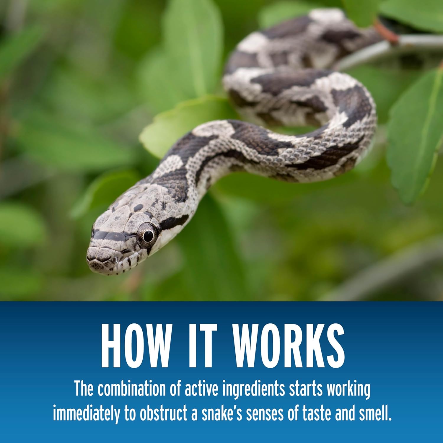 Liquid Fence Snake Repellent Granules, Safe Around Kids and Pets When Used & Stored as Directed, Keep Snakes Out of Garden, Patio and Backyard, 2 lb