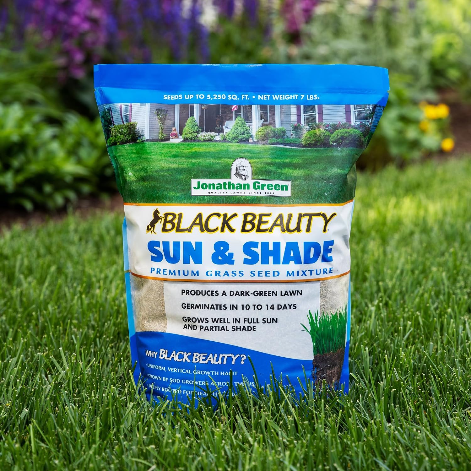 Jonathan Green (12005) Black Beauty Sun & Shade Grass Seed - Cool Season Lawn Seed (7 lb)