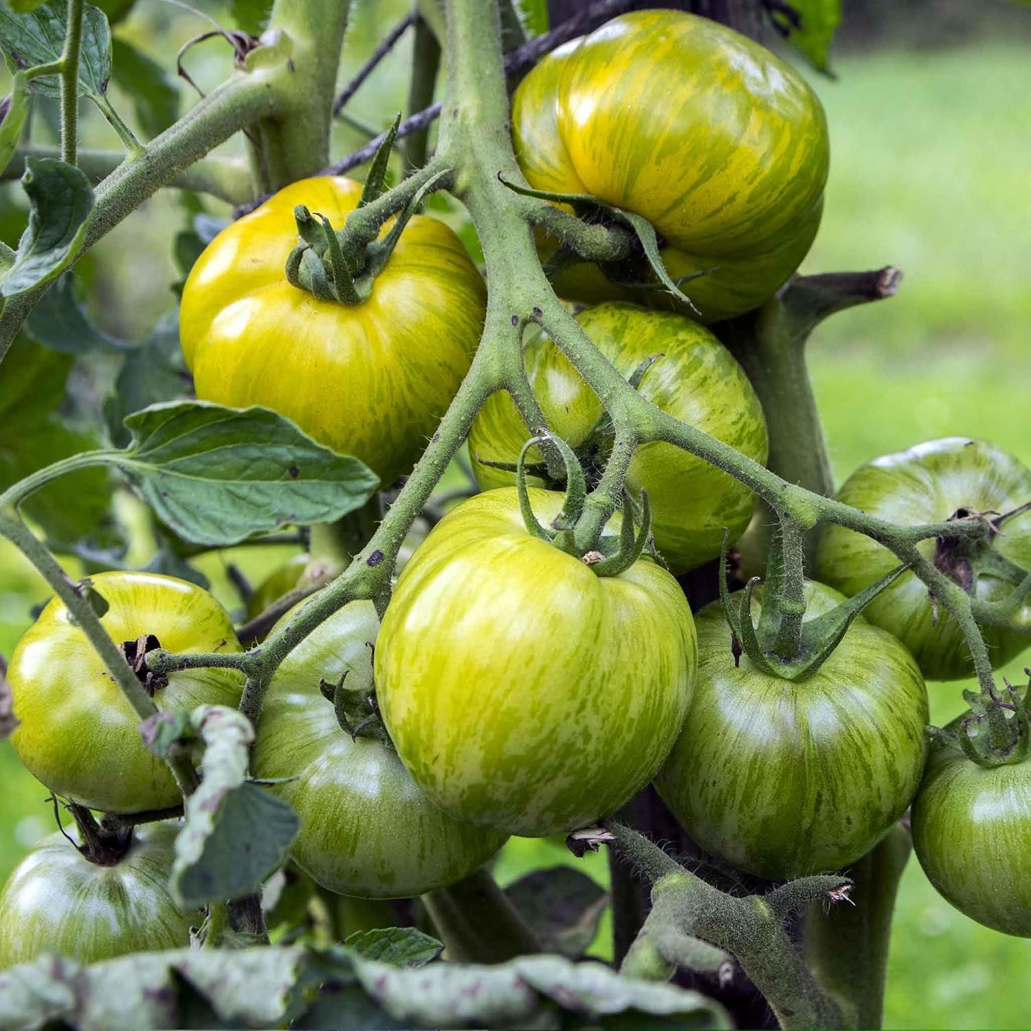 Eden Brothers Tomato Seeds - Persimmon Non-GMO Seeds for Planting, 1 oz | Low-Maintenance Vegetable Seeds, Plant During Warm Season, Zones 10, 3, 4, 5, 6, 7, 8, 9