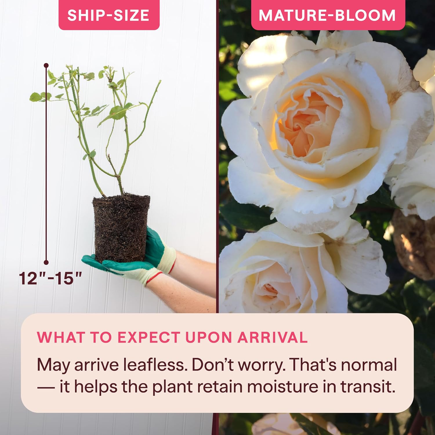 Heirloom Floribunda Roses, Live Own Root Plant, Julia Child™ | Moderately Fragrant, Hardiness Zones: 6-10, Continual Blooming,For Outdoor Gardens, Planters, and Pots