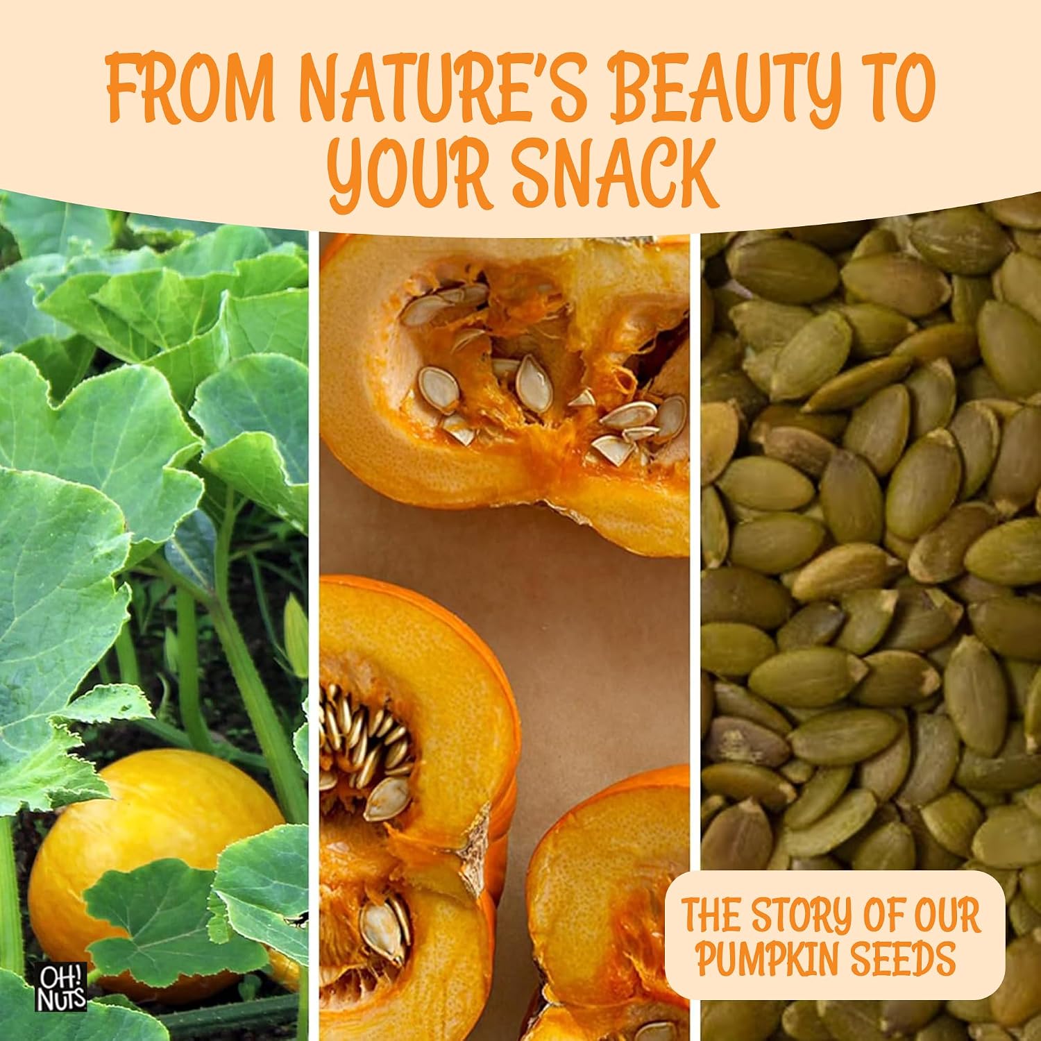 Oh! Nuts Roasted Pumpkin Seeds Salted Pepitas No Shell 2 Pound | Roasted salted pumpkin seeds no shell - Premium pepitas packed in NY - Resealable zip bag for freshness