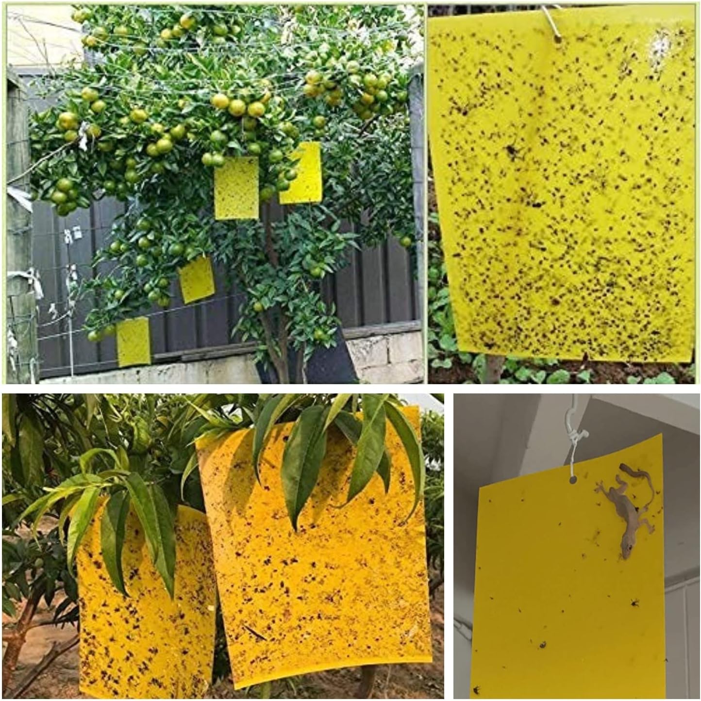 40 Pack Fungus Gnat Traps, Yellow Sticky Fruit Fly Traps for Indoor Plants