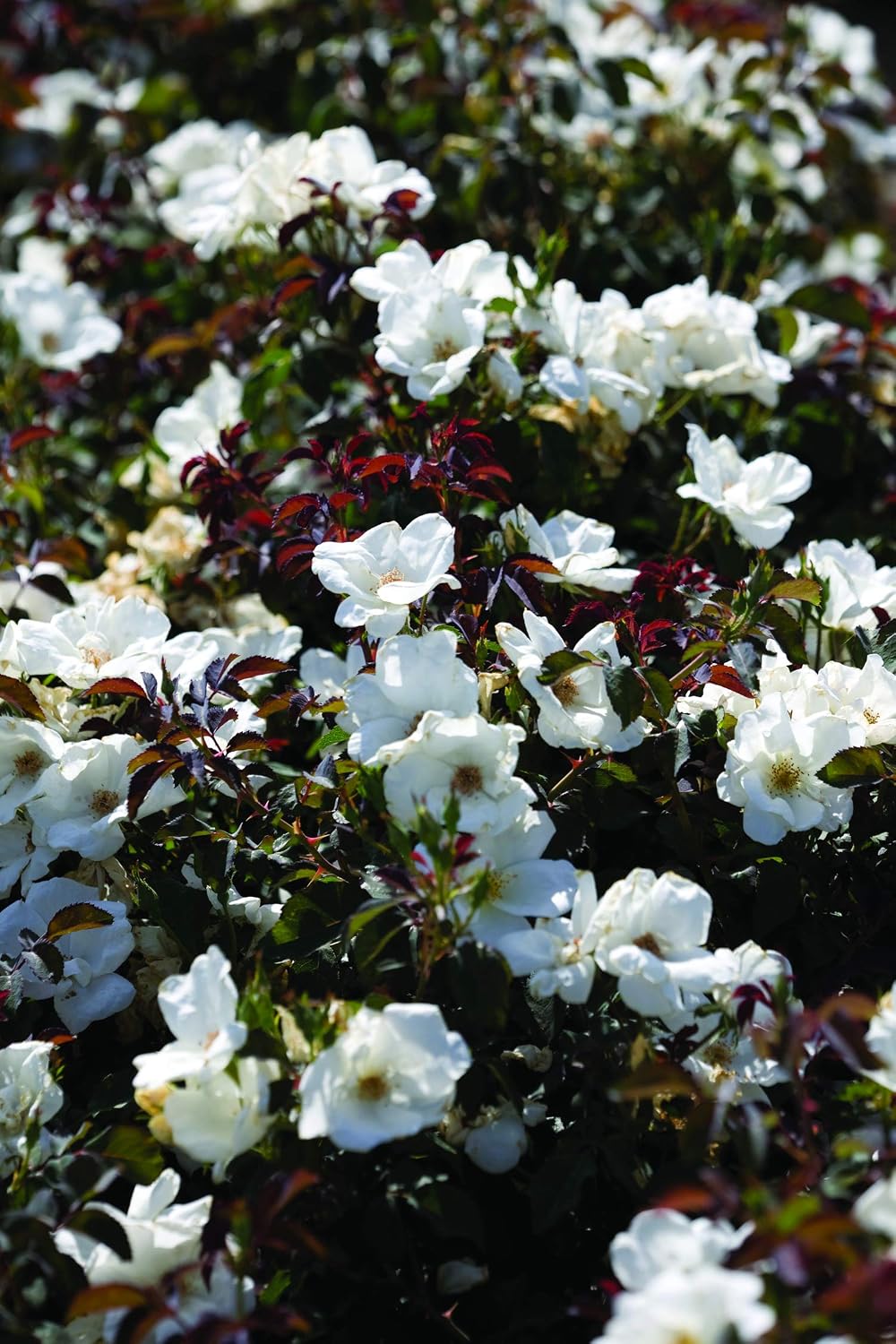 Knock Out Roses - Rosa White Knock Out (Rose) Rose, white flowers, #3 - Size Container