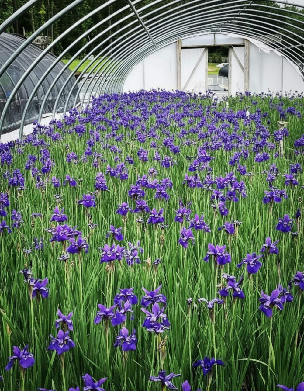 Iris s. 'Caesar's Brother' (Siberian) Perennial, Size-#1 Container, Deep Blue-Violet Flowers