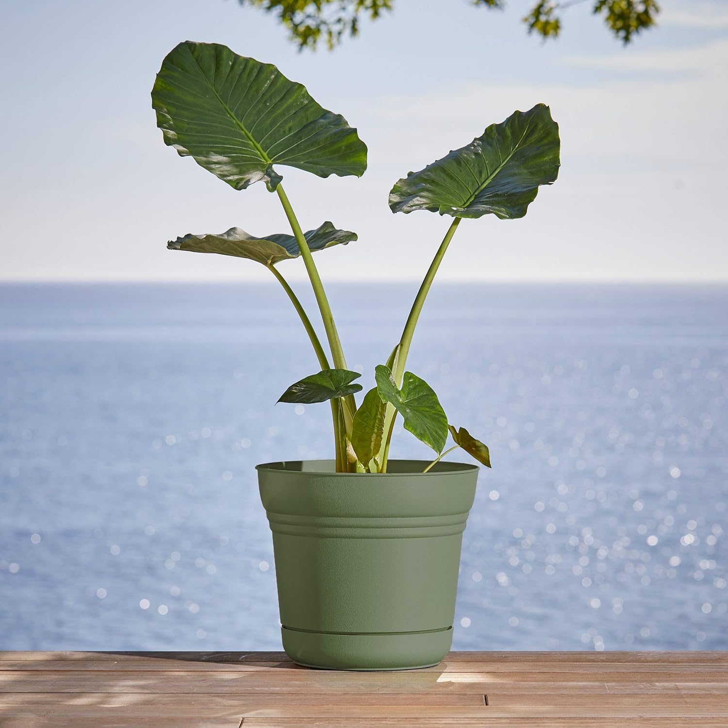 Bloem Saturn Planter with Saucer, 10", Calypso (SP1027)