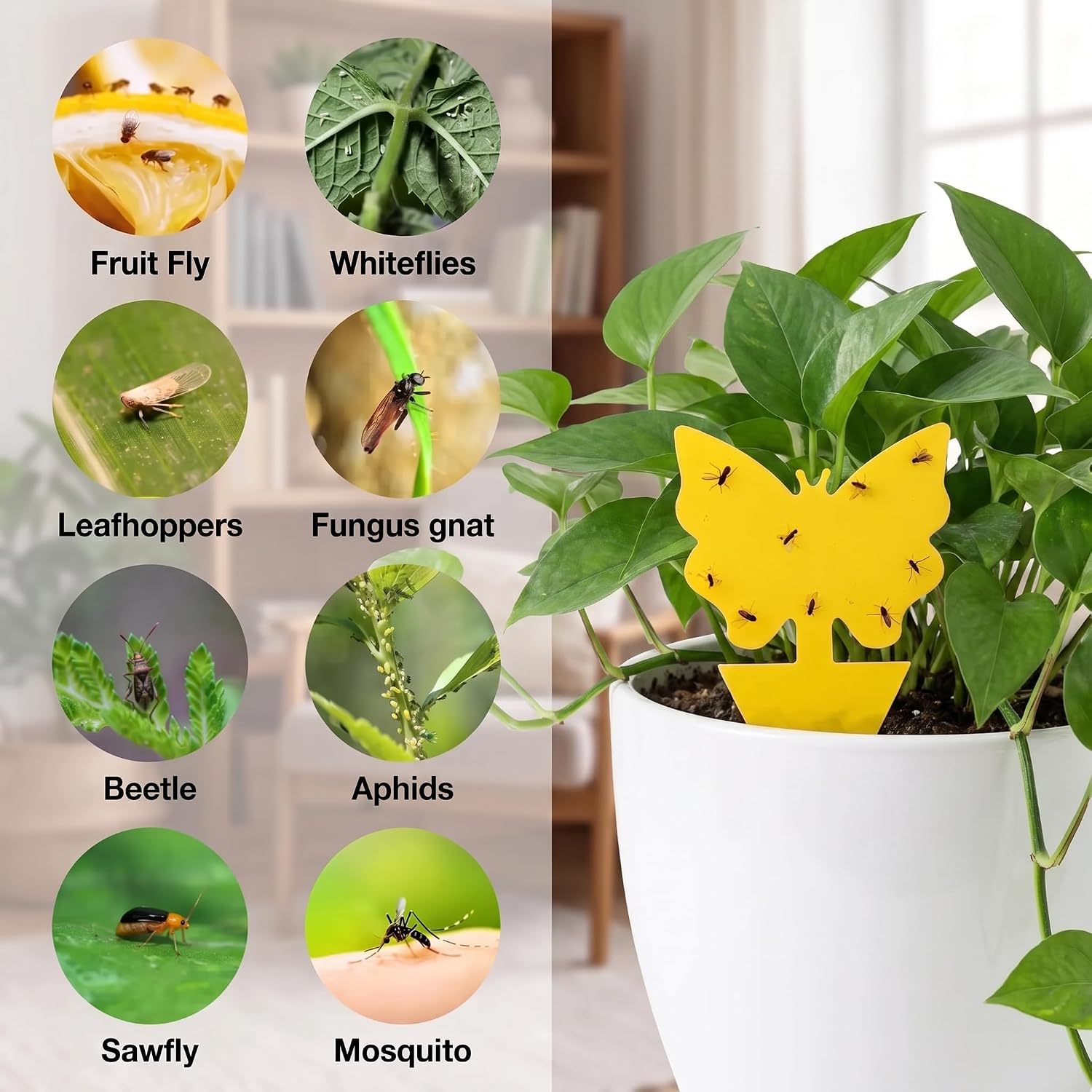 40 Pack Fungus Gnat Traps, Yellow Sticky Fruit Fly Traps for Indoor Plants