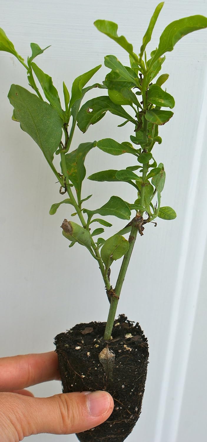 Plumbago Auriculata ~ Imperial Blue ~ Live Plant (1)
