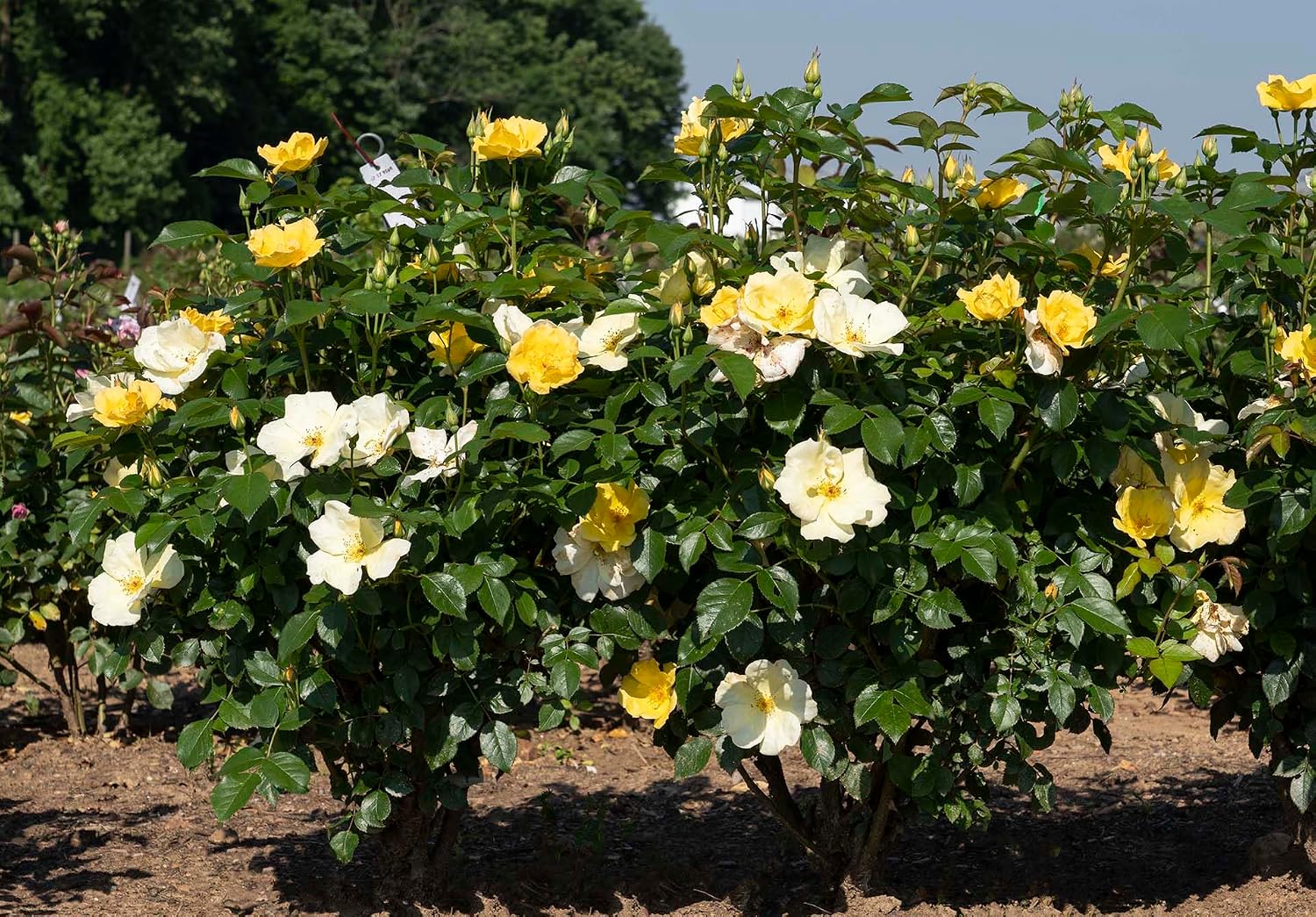 Green Promise Farms Rosa `Double Knock Out` (Reblooming) Rose, 3 Size Container, pink flower