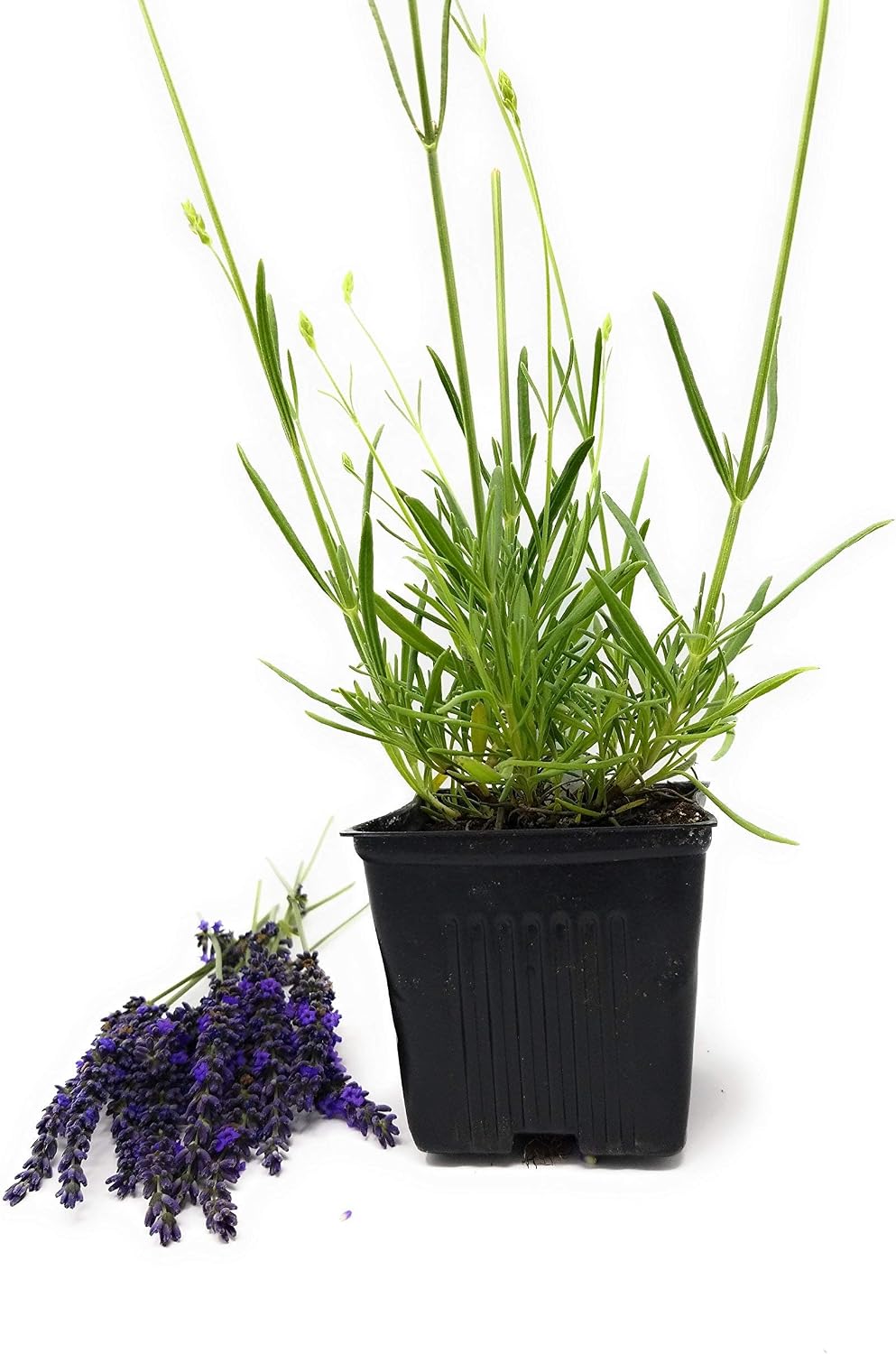 L+ Hidcote Blue Lavender — 4 Live Plants in 4" Pots — Deep Purple-Blue Flowers — Fragrant, Bee-Friendly, Drought & Deer Resistant Perennial — Zones 5–9, Cut Flower & Sachet