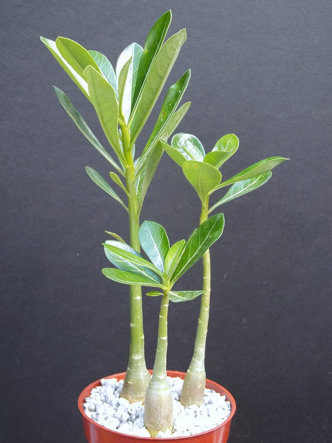 Adenium Obesum Rare Caudex Collection Exotic Bonsai Desert Rose 3 Plants Lot 4"