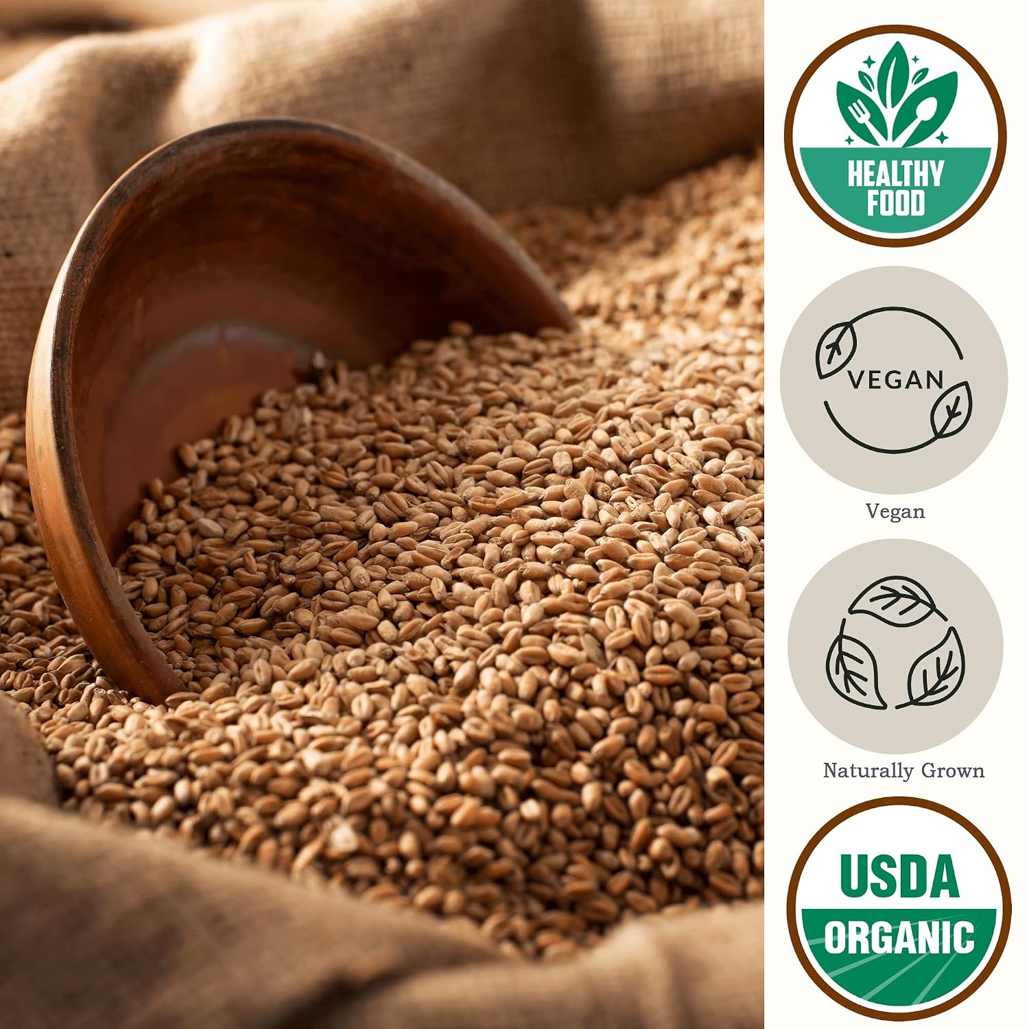 Organic Spelt Farro Grain 5.8 lb - Whole Wheat Berries Bulk Ancient Grains | Ideal for Flour