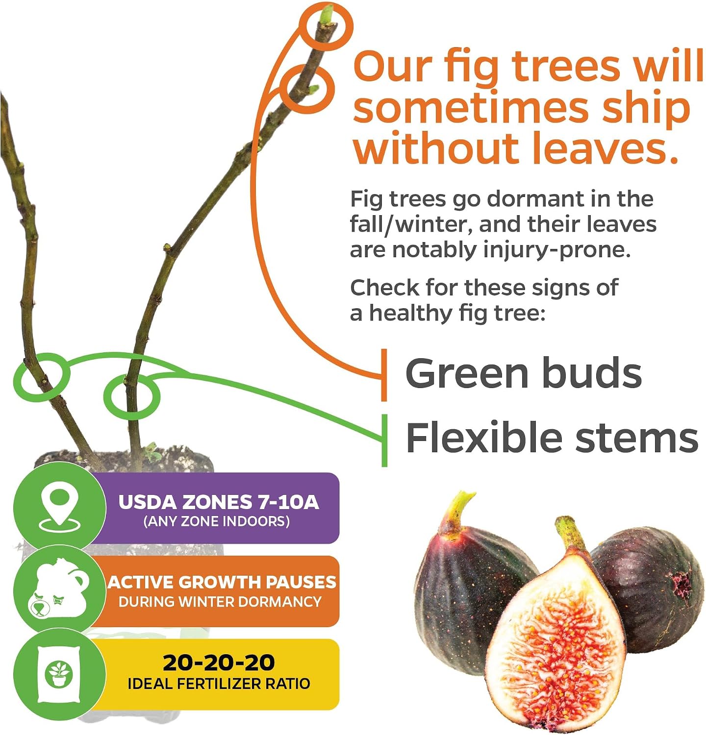 Olympian Fig Tree Live Plant - Ficus carica by Wellspring Gardens - Starter Plant Ideal for Gardens & Containers - Great for Indoor Houseplants, Outdoor Landscaping & Garden Planting