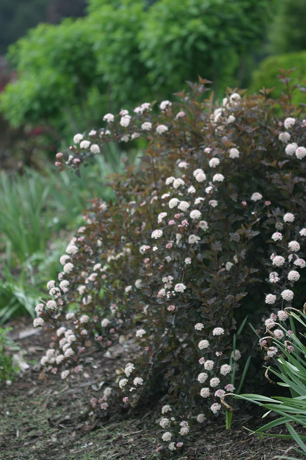 Proven Winners - Physocarpus op. Summer Wine (Ninebark) Shrub, red foliage, #2 - Size Container