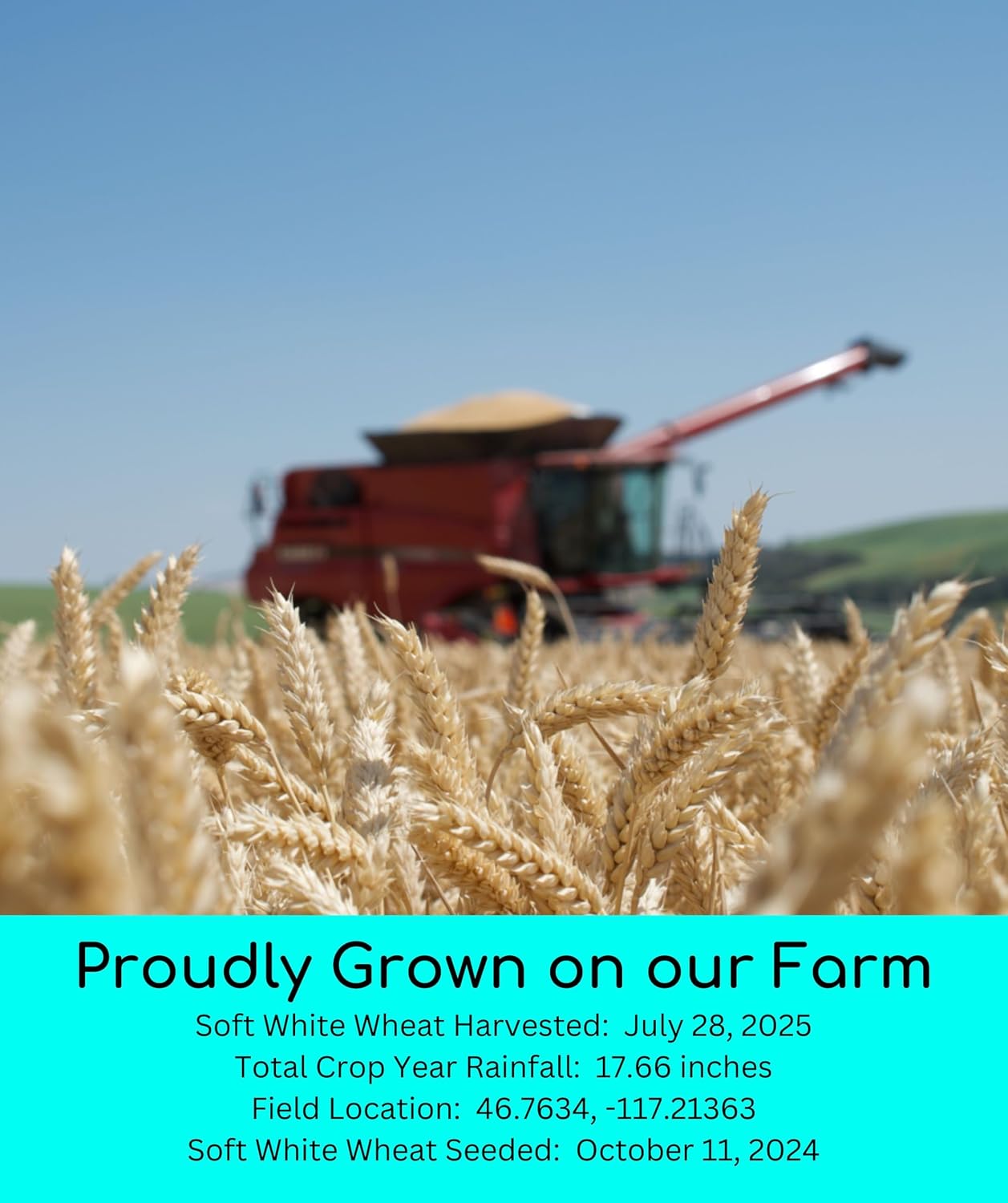 Palouse Brand Certified Glyphosate Residue Free Hard White Wheat Berries | 5 LBS | Non-GMO Project Verified | Kosher