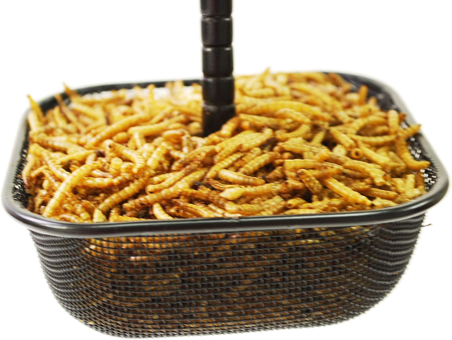 Mealworms Bird Feeder | 5 x 5 inch Powder Coated Mesh Bowl with Adjustable Stainless Steel Roof