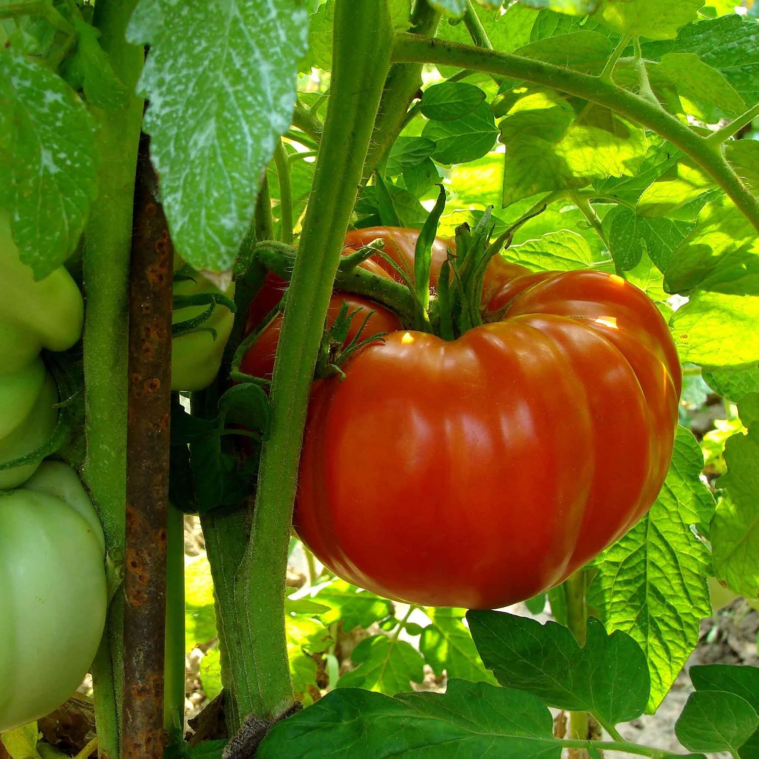 Eden Brothers Tomato Seeds - Persimmon Non-GMO Seeds for Planting, 1 oz | Low-Maintenance Vegetable Seeds, Plant During Warm Season, Zones 10, 3, 4, 5, 6, 7, 8, 9