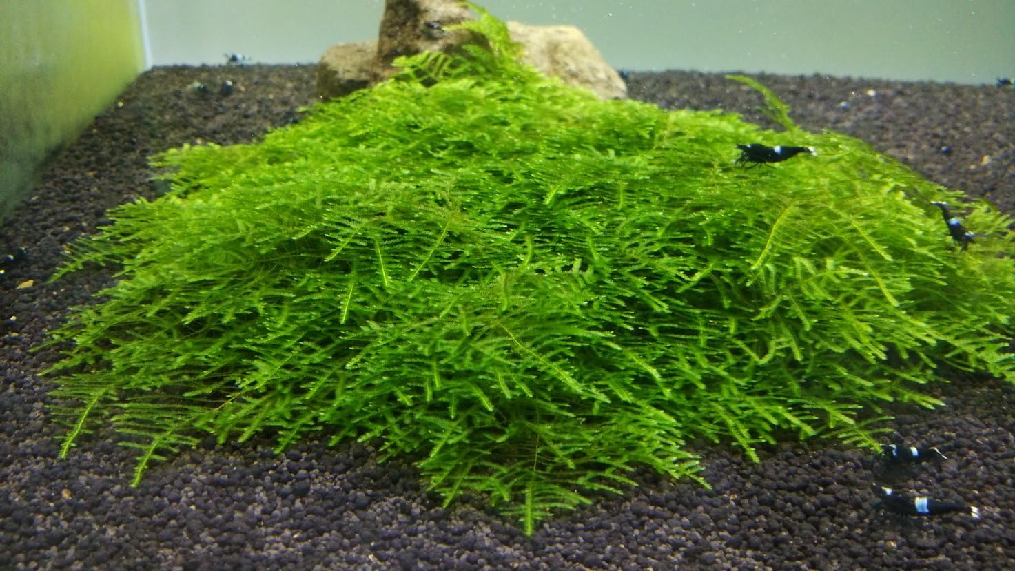 Spiky Moss Live Plant for Aquarium - 3x3 Inch