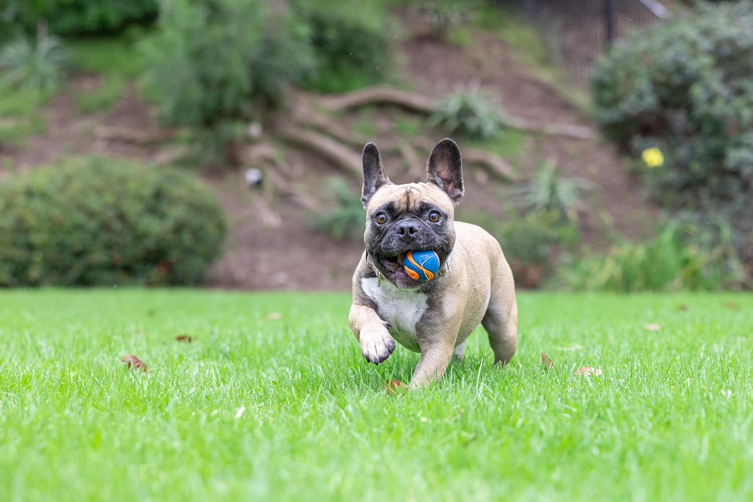 Chuckit! Ultra Ball Dog Toy, Balls for Dogs to Fetch, Durable Rubber, Small 2-inch, Pack of 2