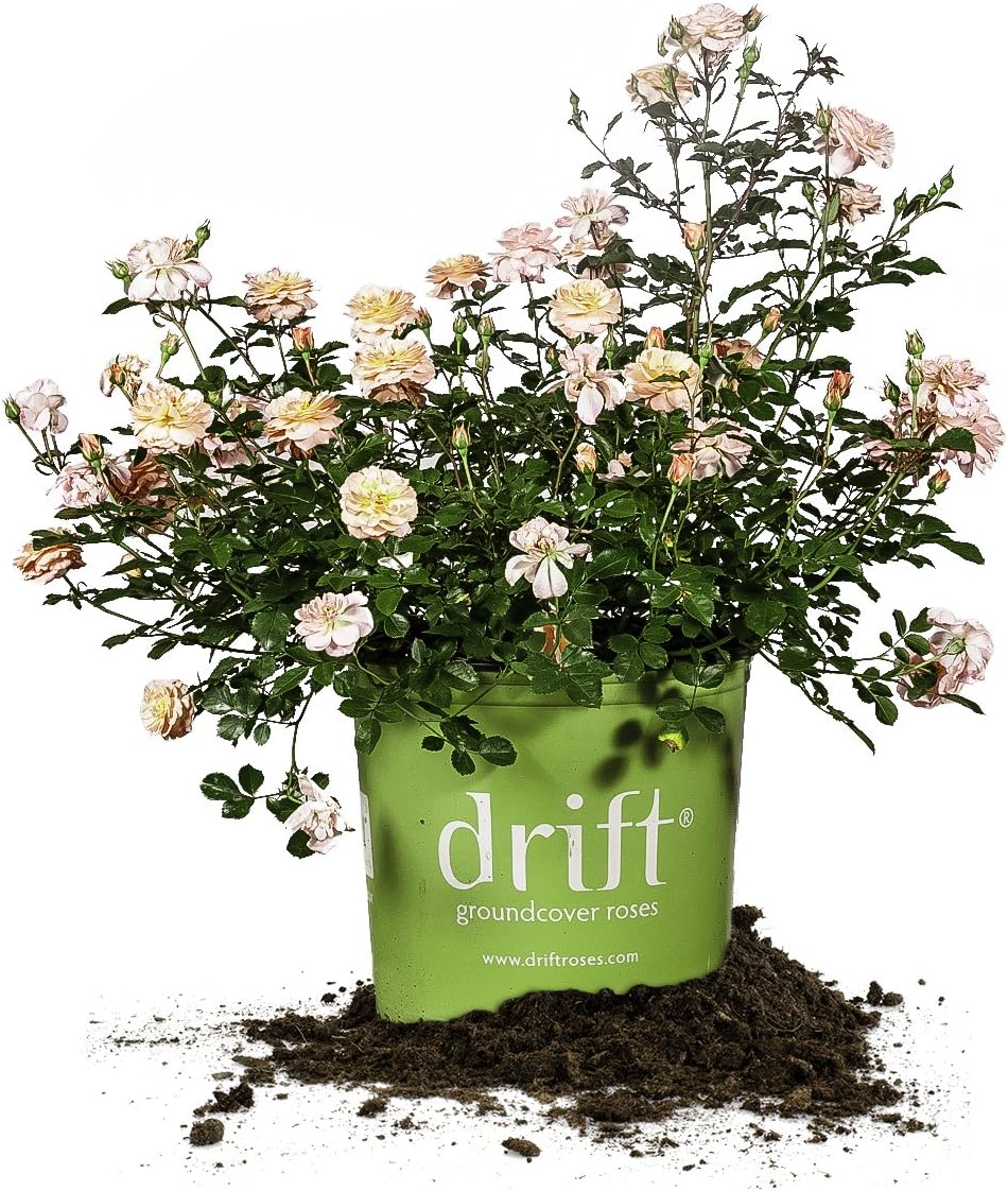 Apricot Drift 1 gallon