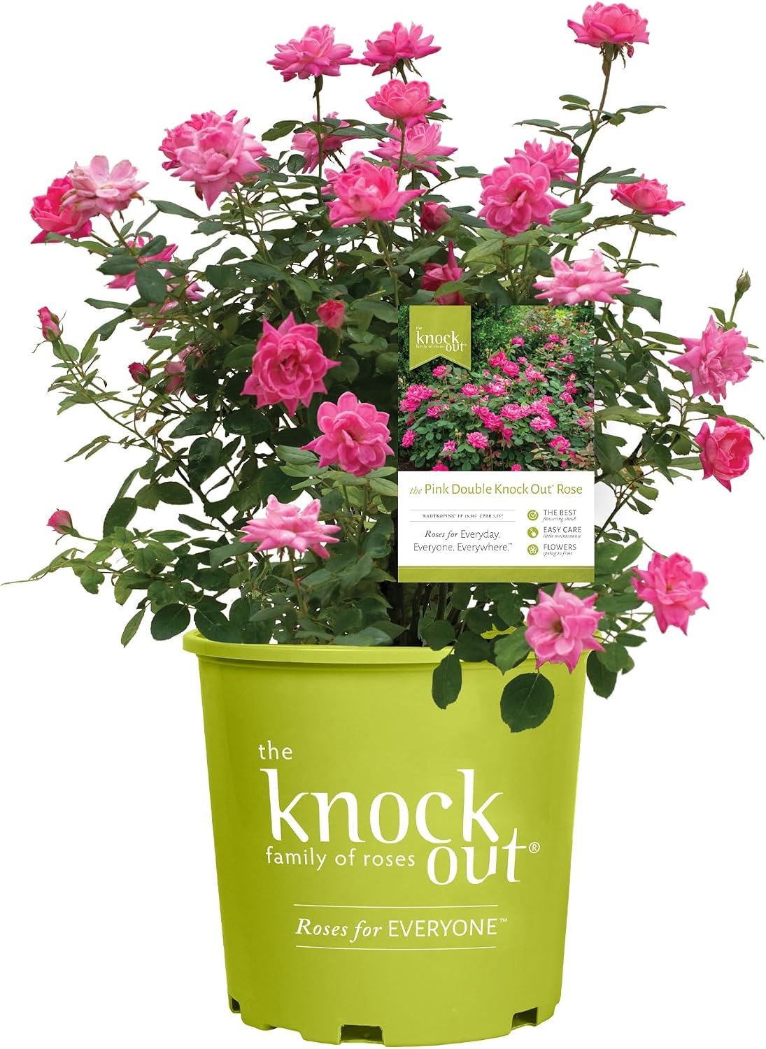 Knock Out 2 Gal. Double Pink Rose Shrub