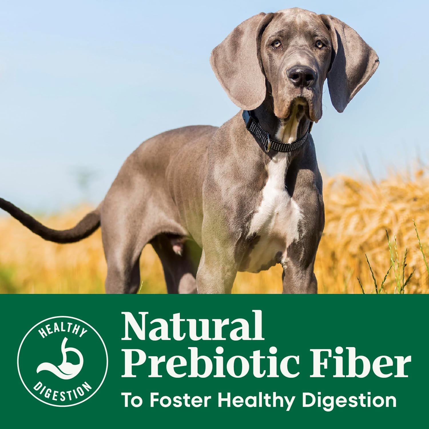Nutro Natural Choice Large Breed Puppy Dry Dog Food, Chicken, 30 lb | Real chicken #1 ingredient, non-GMO, no corn, wheat, soy, supports brain & eye development, bones, muscles & joints