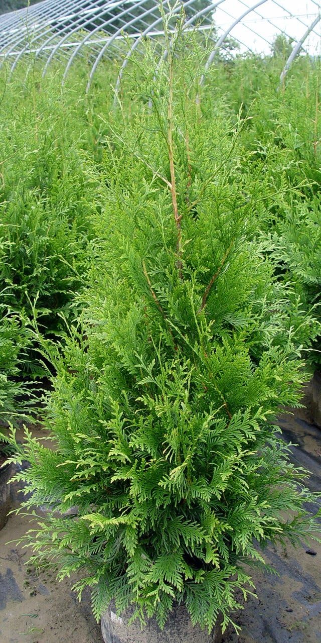 Live Plant Thuja-X Green Giant Evergreen Tree (Western Arborvitae), 3-Gallon Fully Potted Plant from Green Promise Farms