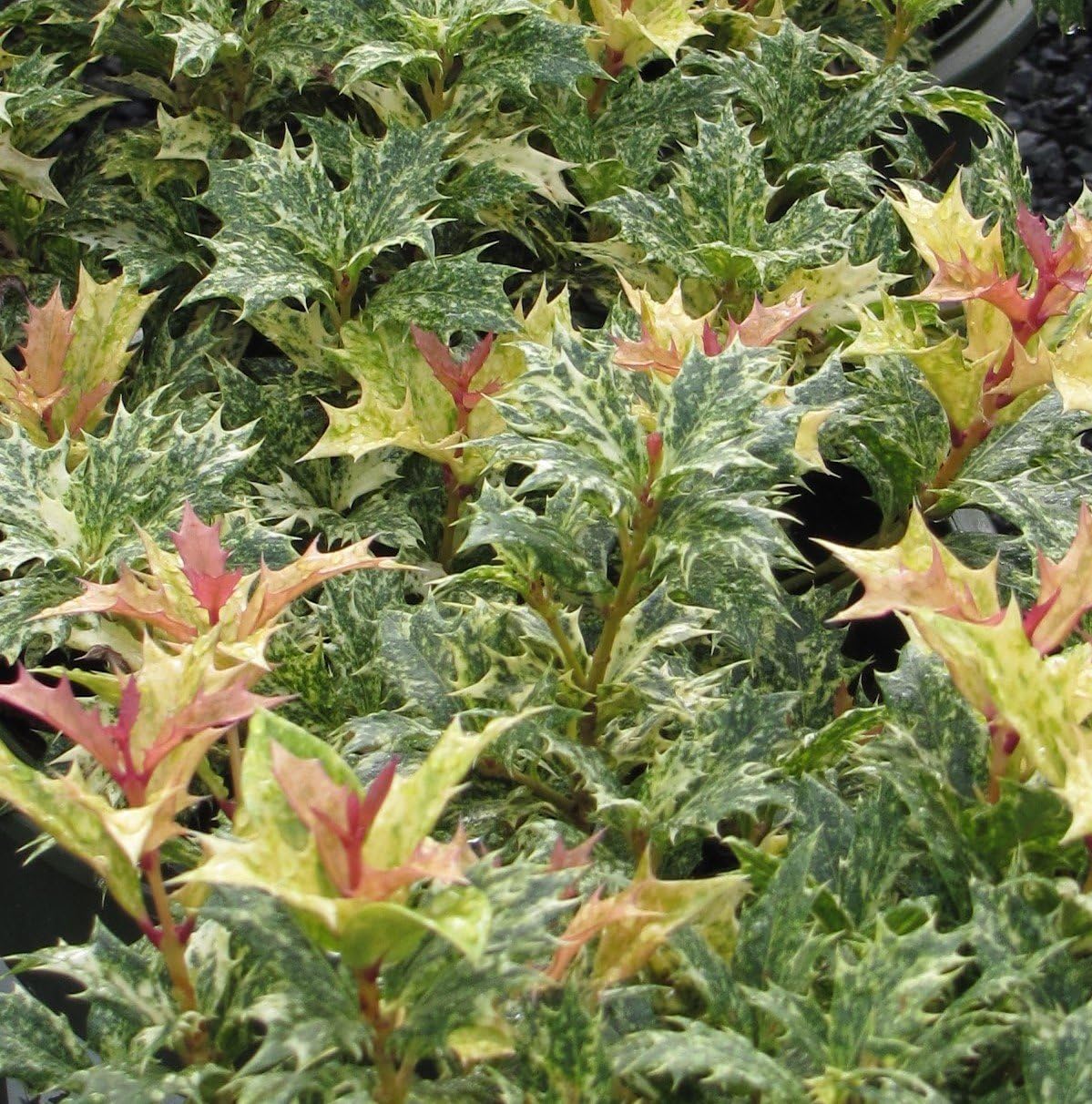 Goshiki Variegated Tea Olive (osmanthus) - Live Plant - Quart Pot