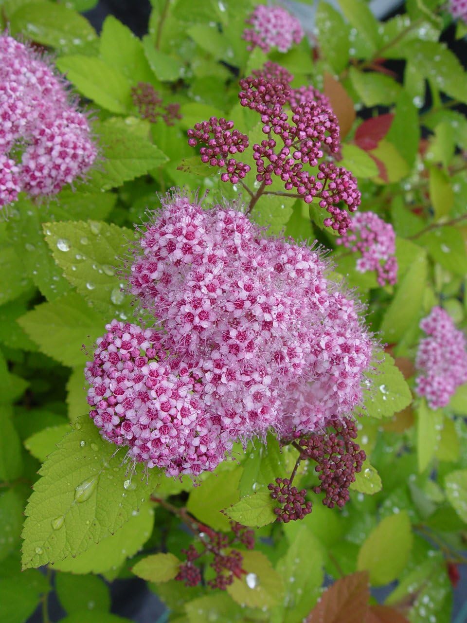 Proven Winners - Spiraea jap. Double Play Gold (Spirea) Shrub, , #3 - Size Container