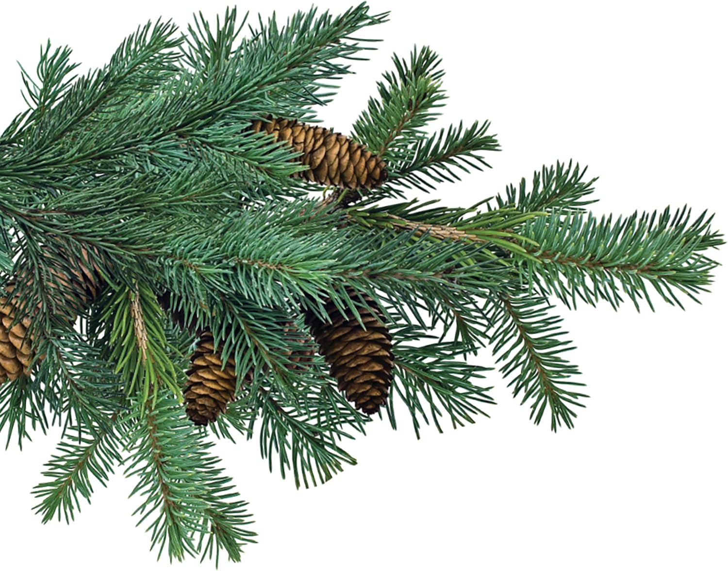 Jobe’s Slow Release Tree and Shrub Fertilizer Spikes, Easy Plant Care for Oak, Maple, Dogwood, Boxwood, and Many More Acid Loving Trees and Shrubs, 9 Count