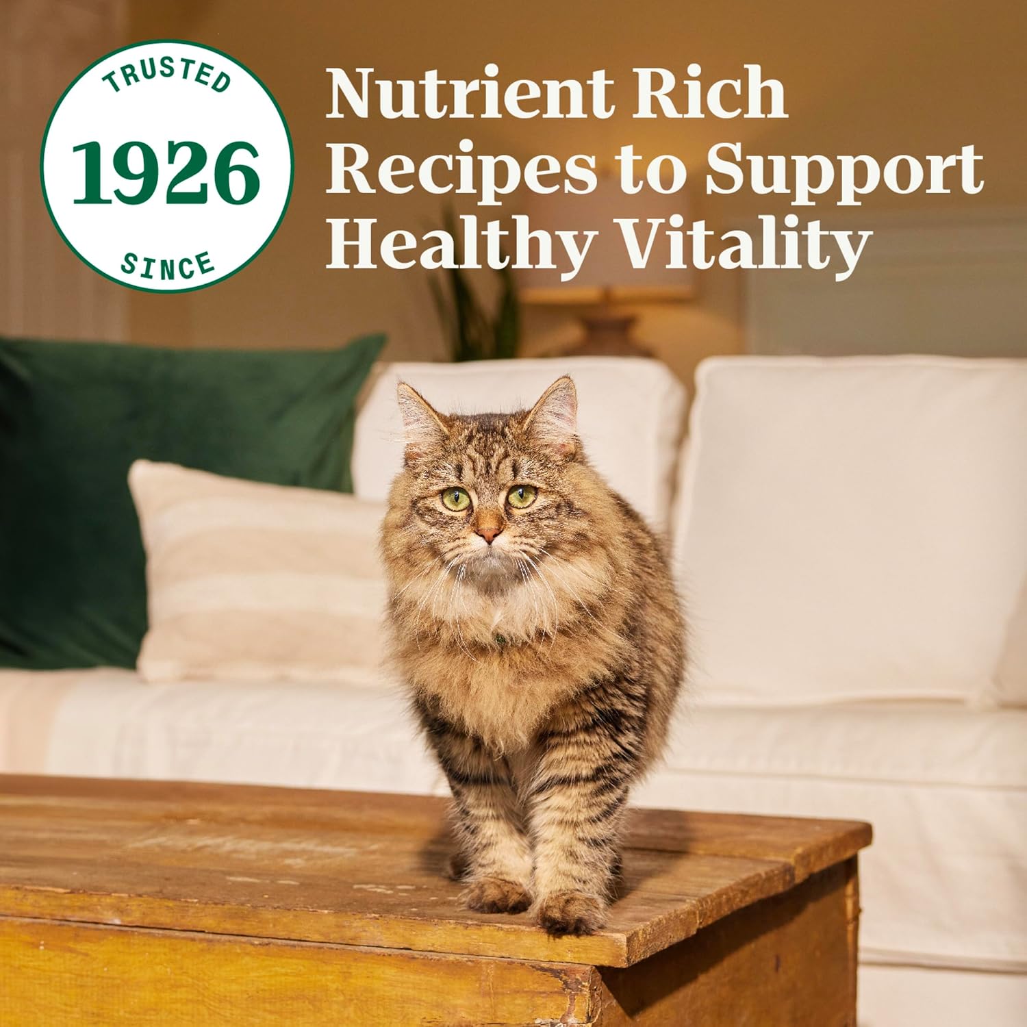 Nutro Wholesome Essentials Adult Dry Cat Food, Salmon & Brown Rice, 3 lb | Real salmon #1 ingredient, Omega-6 for skin & coat, prebiotic fiber for digestion, Vitamin E & Selenium antioxidants