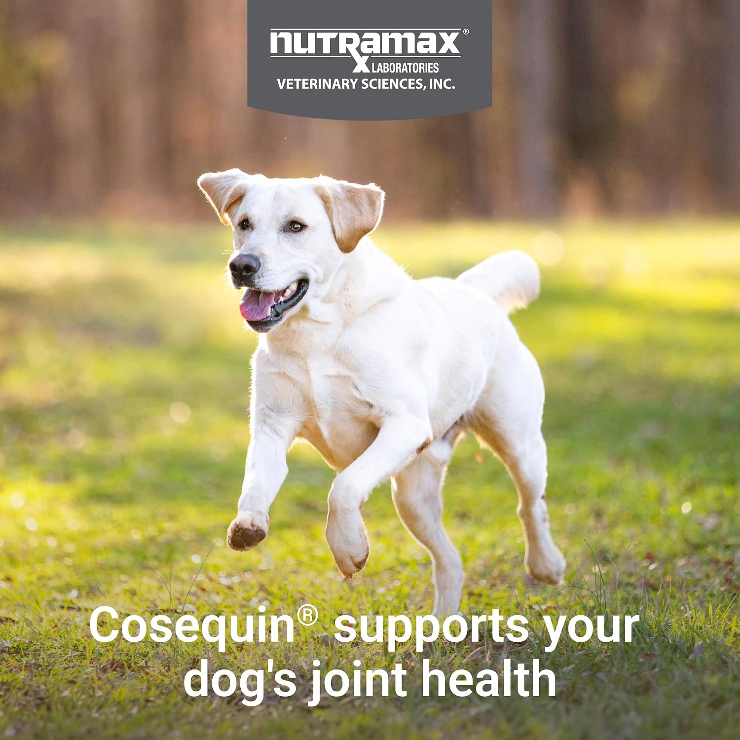 Nutramax Cosequin Joint Supplement for Dogs, Chewable Tablets, 132ct | Glucosamine + Chondroitin for Dogs with MSM, Supports Healthy Joints, All Breeds & Sizes, All Ages