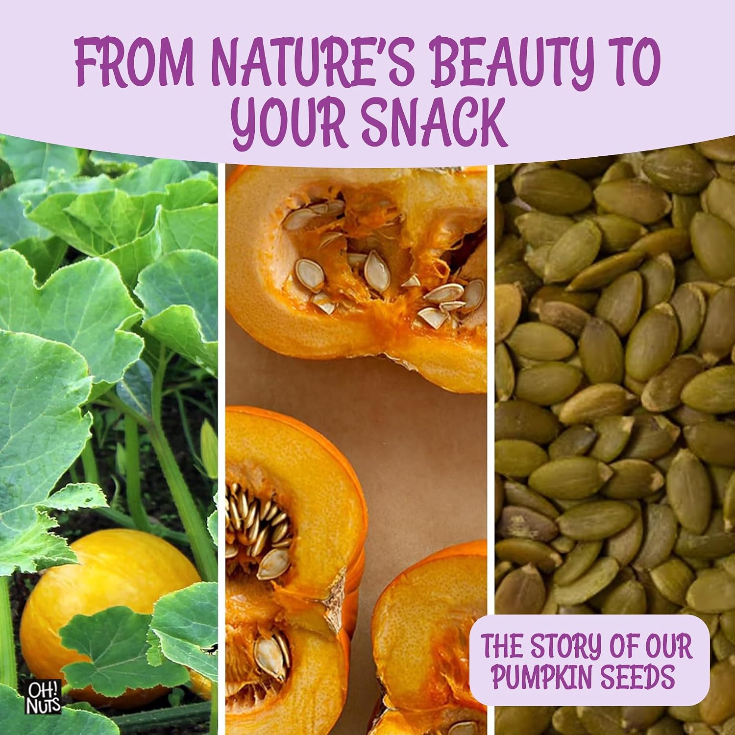 Oh! Nuts Roasted Pumpkin Seeds Salted Pepitas No Shell 2 Pound | Roasted salted pumpkin seeds no shell - Premium pepitas packed in NY - Resealable zip bag for freshness