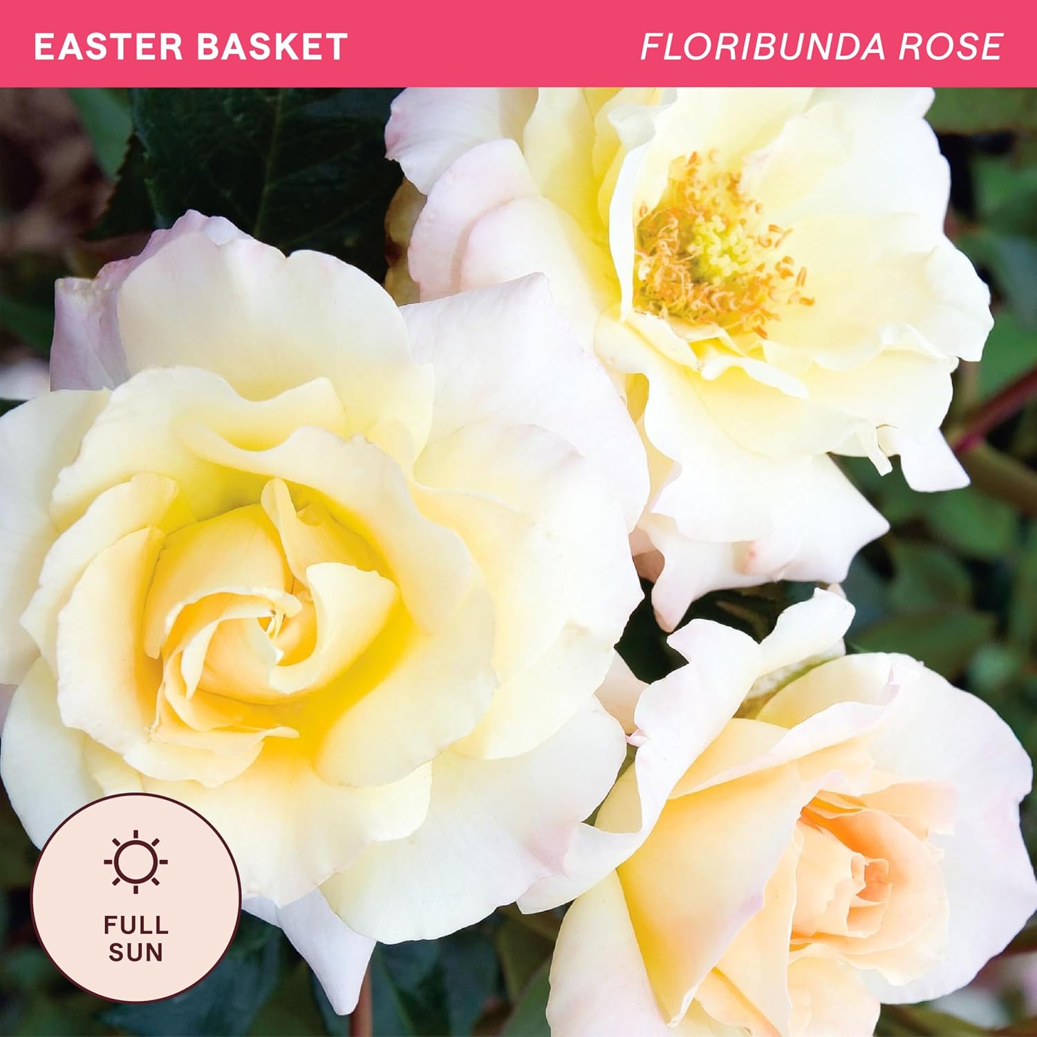 Heirloom Floribunda Roses, Live Own Root Plant, Julia Child™ | Moderately Fragrant, Hardiness Zones: 6-10, Continual Blooming,For Outdoor Gardens, Planters, and Pots