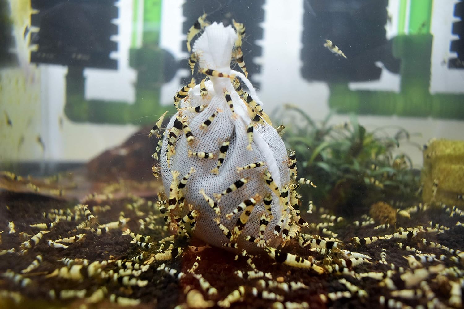 ShrimpRack® 10+1 Crystal Black Shrimp CBS Grade S-SSS Live Freshwater Aquarium Shrimps 1/4 to 1/2 inch Long.