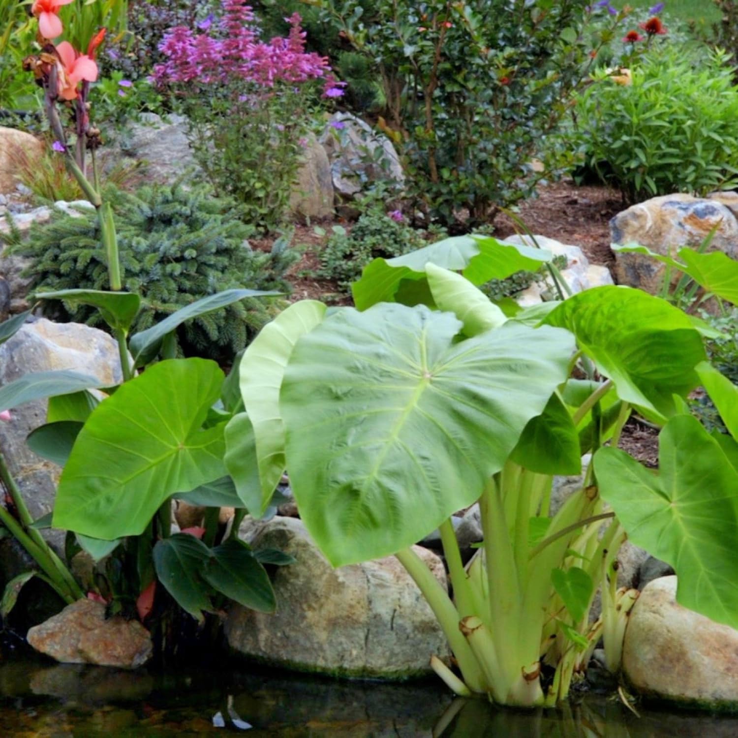 ‘Black Magic’ Taro, a Great Live Pond Plant for Your Water Garden. Filters The koi and Goldfish Pond. Good for Bogs