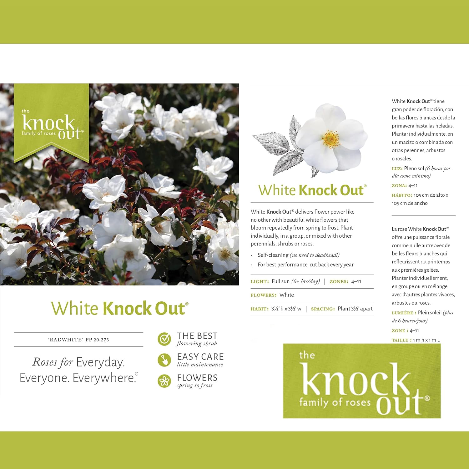 Knock Out 2 Gal. White Rose Shrub