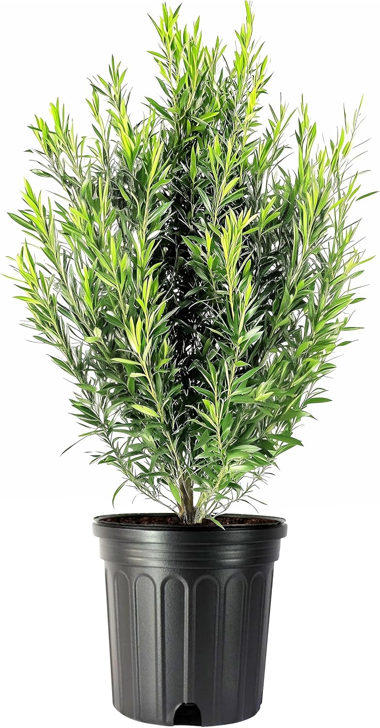Podocarpus Japanese Yew | 10 Live Plants | Podocarpus Macrophyllus | Evergreen Shrub, Low Maintenance, Drought Tolerant, Privacy Screen Landscaping, Fast Growing, Ornamental Foliage