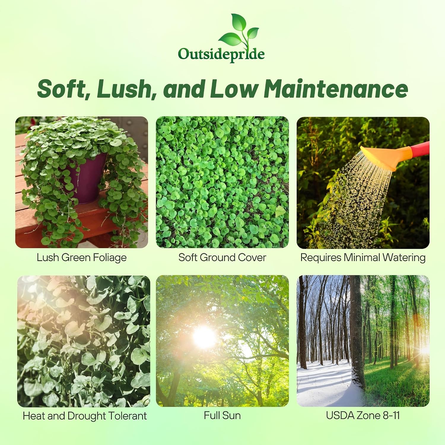 Outsidepride Perennial Dichondra Repens Seeds - 2 lbs Dense Green, Low-Maintenance Ground Cover Seeds for Planting, Ideal Lawn Alternative in Sun or Shady Areas & Erosion Control in USDA Zones 8-11