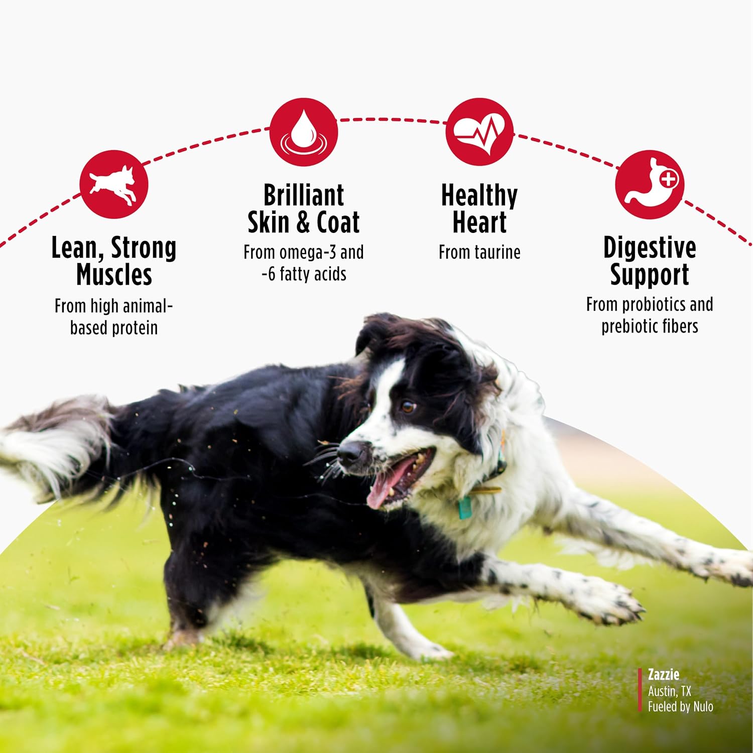 Nulo Freestyle Limited Ingredient Dry Dog Food for Small Breeds - High Protein Turkey Recipe, Natural Grain Free Dog Food for Food Sensitivities