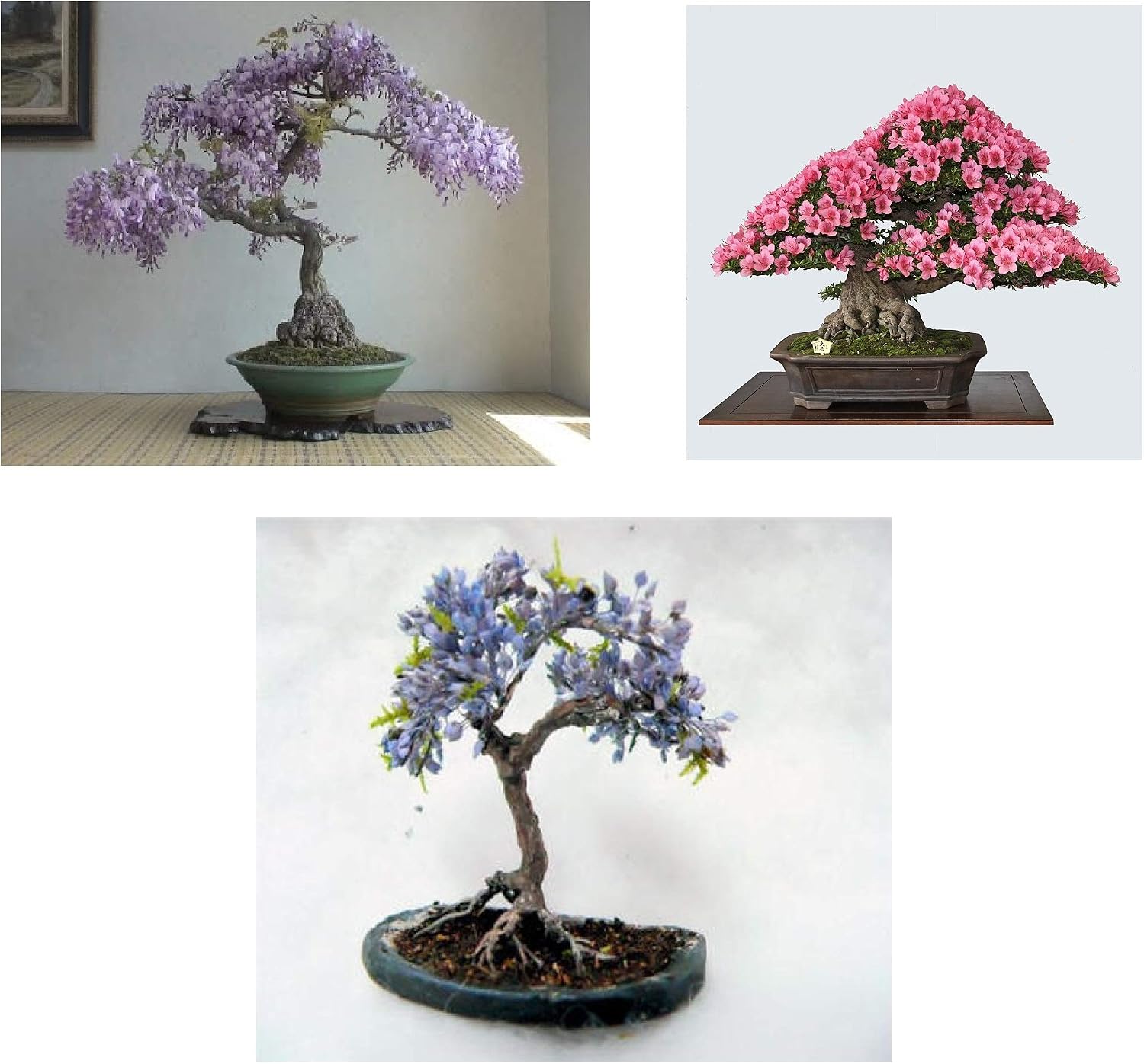 Four Globe Willow Tree Cuttings - Fast Growing Shade or Privacy - Get 4 Live Tree Plants - Globe Willow - Great for Bonsa